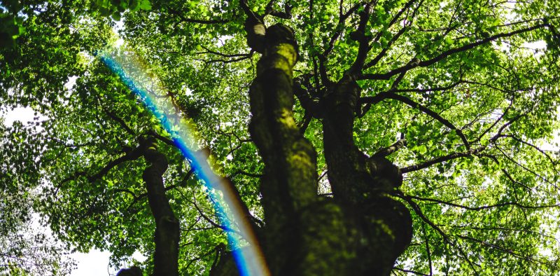 low-angle-view-trees-forest-scaled